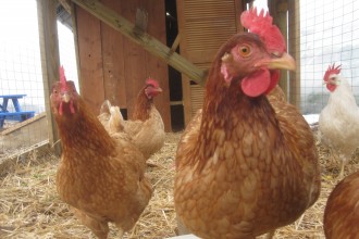Urban Livestock