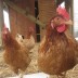 Urban Livestock