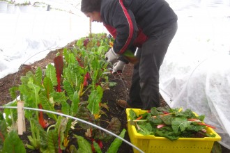 Winter CSA
