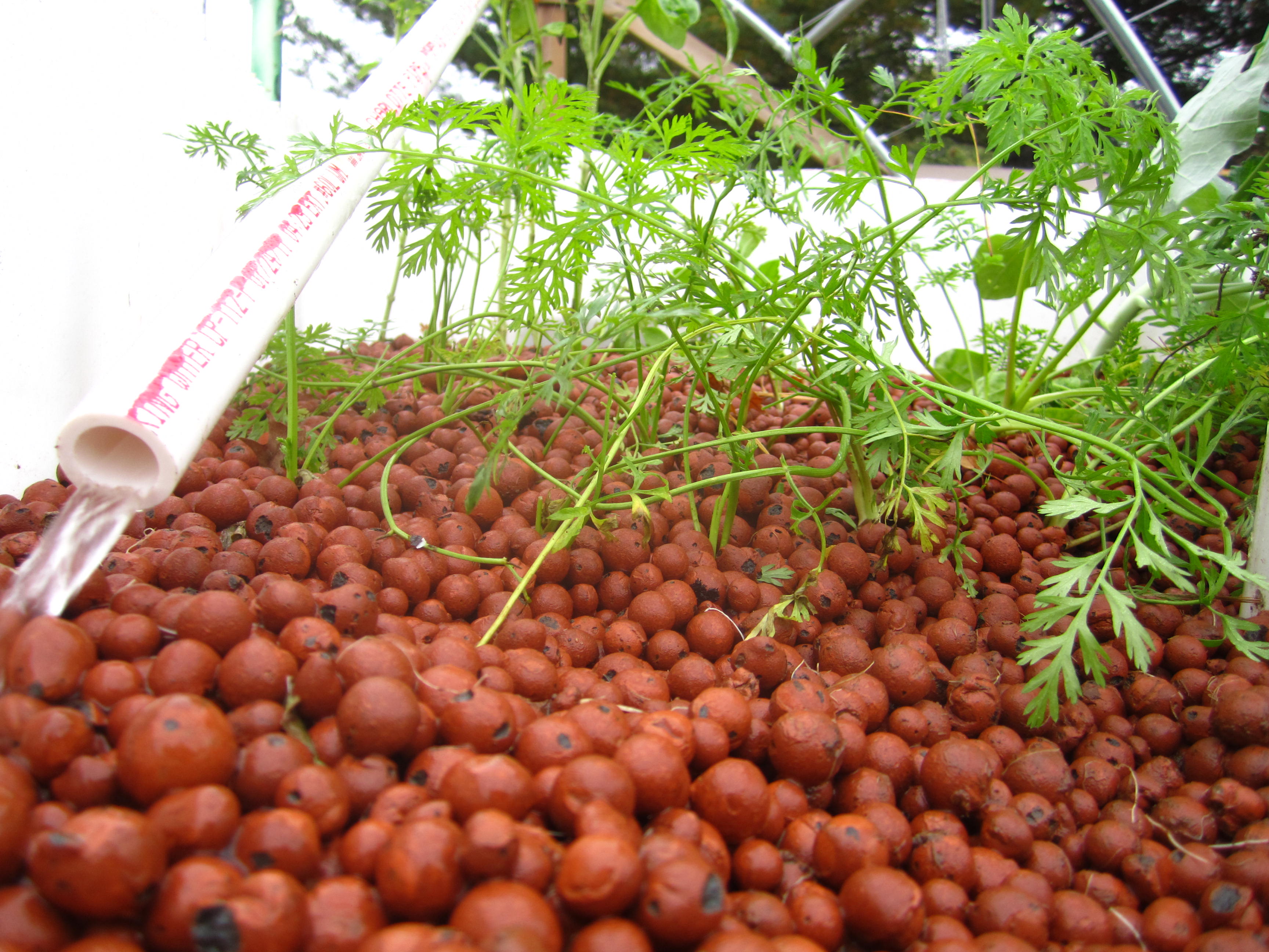 Aquaponic Fish Tanks