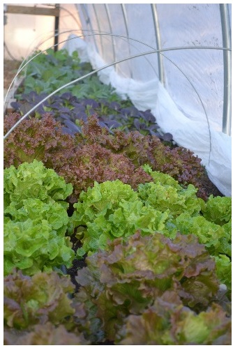 Winter Greens CSA 2023