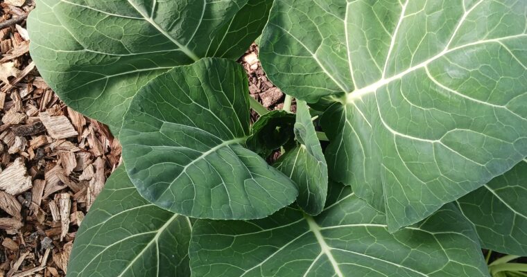 Sign up for our Winter CSA