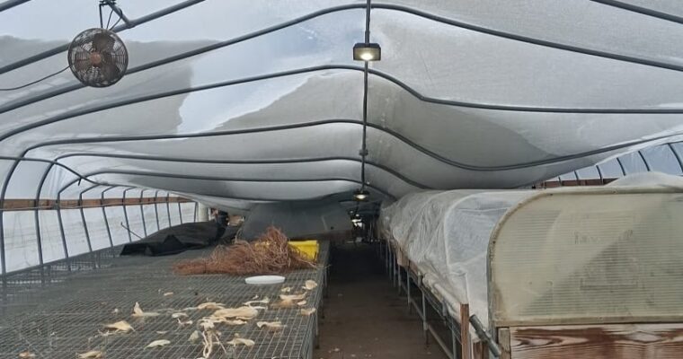 Rebuild Collapsed Nursery at the Edmonston Farm